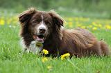 BORDER COLLIE 1013
